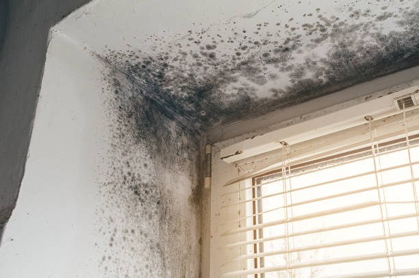 Affordable Basement Mold Removal solutions in Hutto, TX