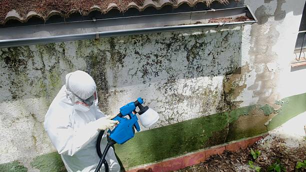 Top rated local Basement Mold Removal specialists in Hutto, TX